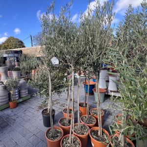 Olive Olea europaea (On Stem) 7.5L