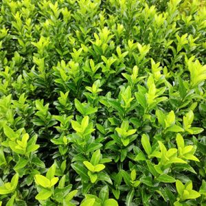 Euonymus japonicus 'Green Spire' 1L