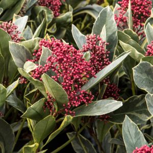 Skimmia japonica 'Perosa' 7.5L