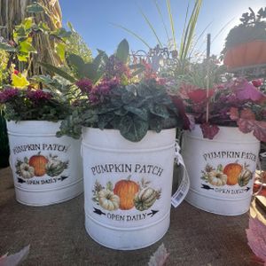 Planted container Autumn mix