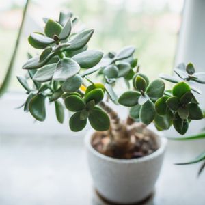 Crassula ovata (12cm Pot)