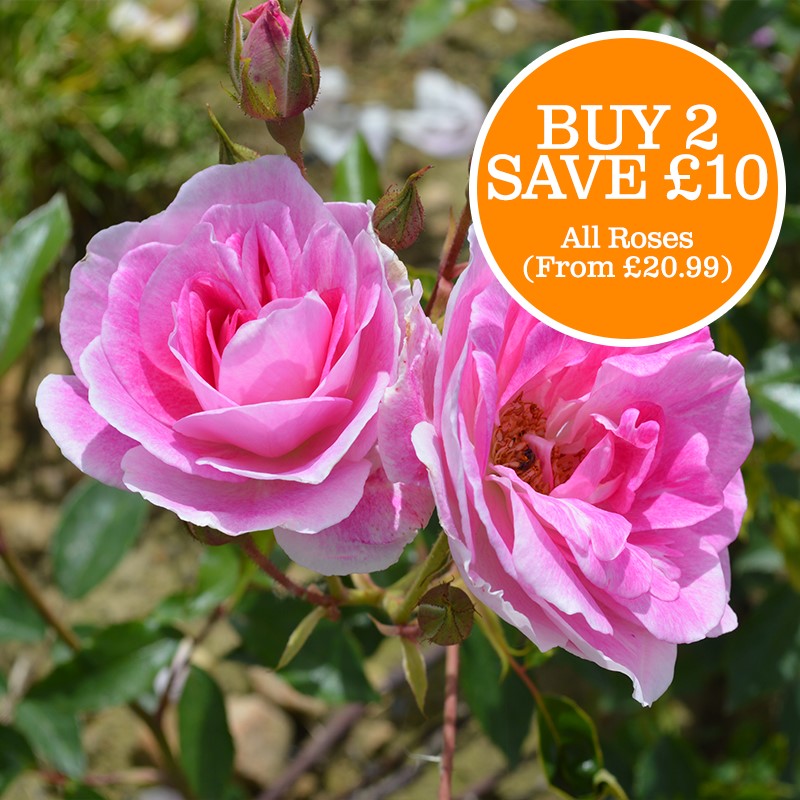 All Roses (From £20.99)
