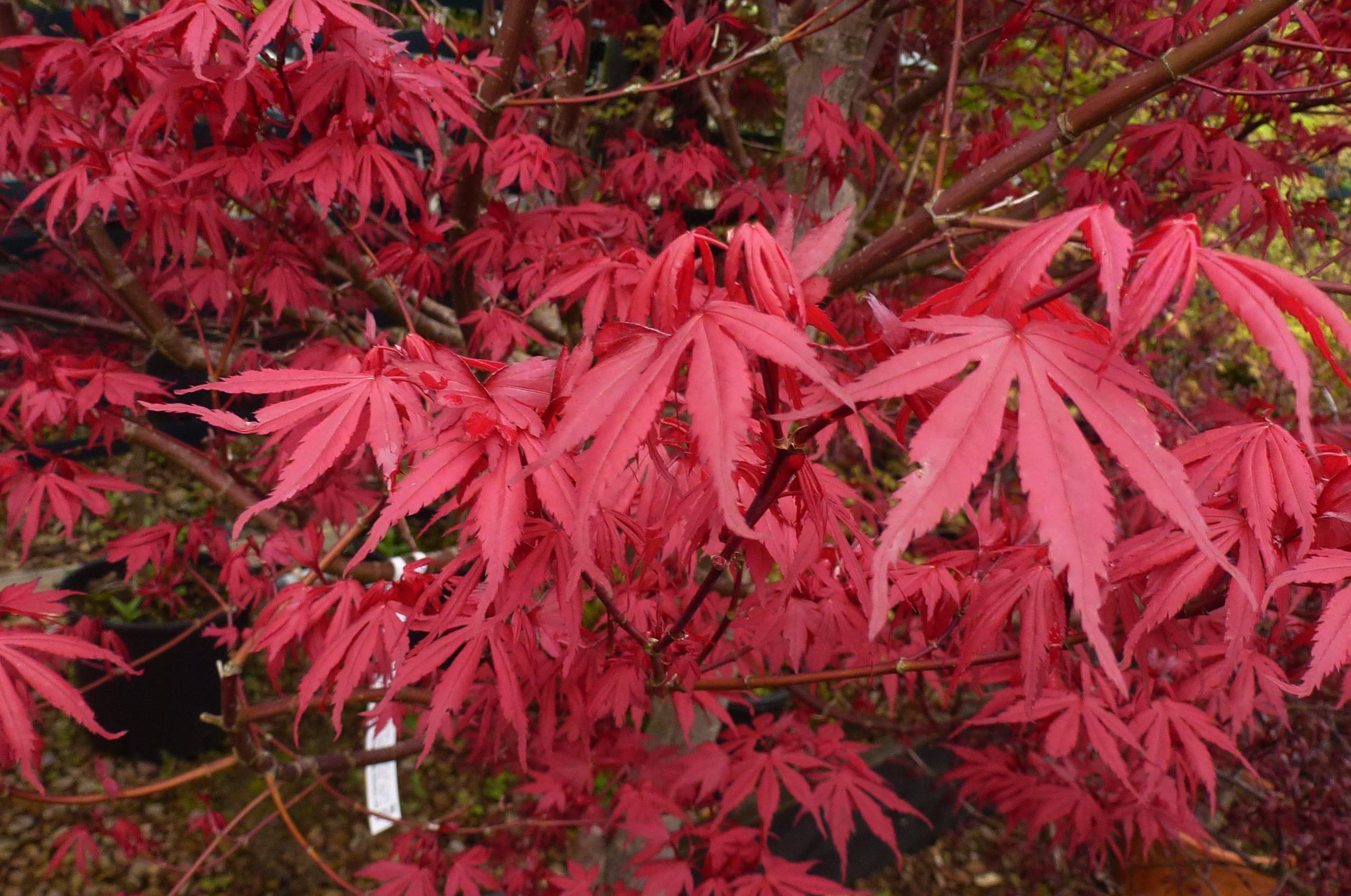 Autumn Acers Coolings Garden Centre