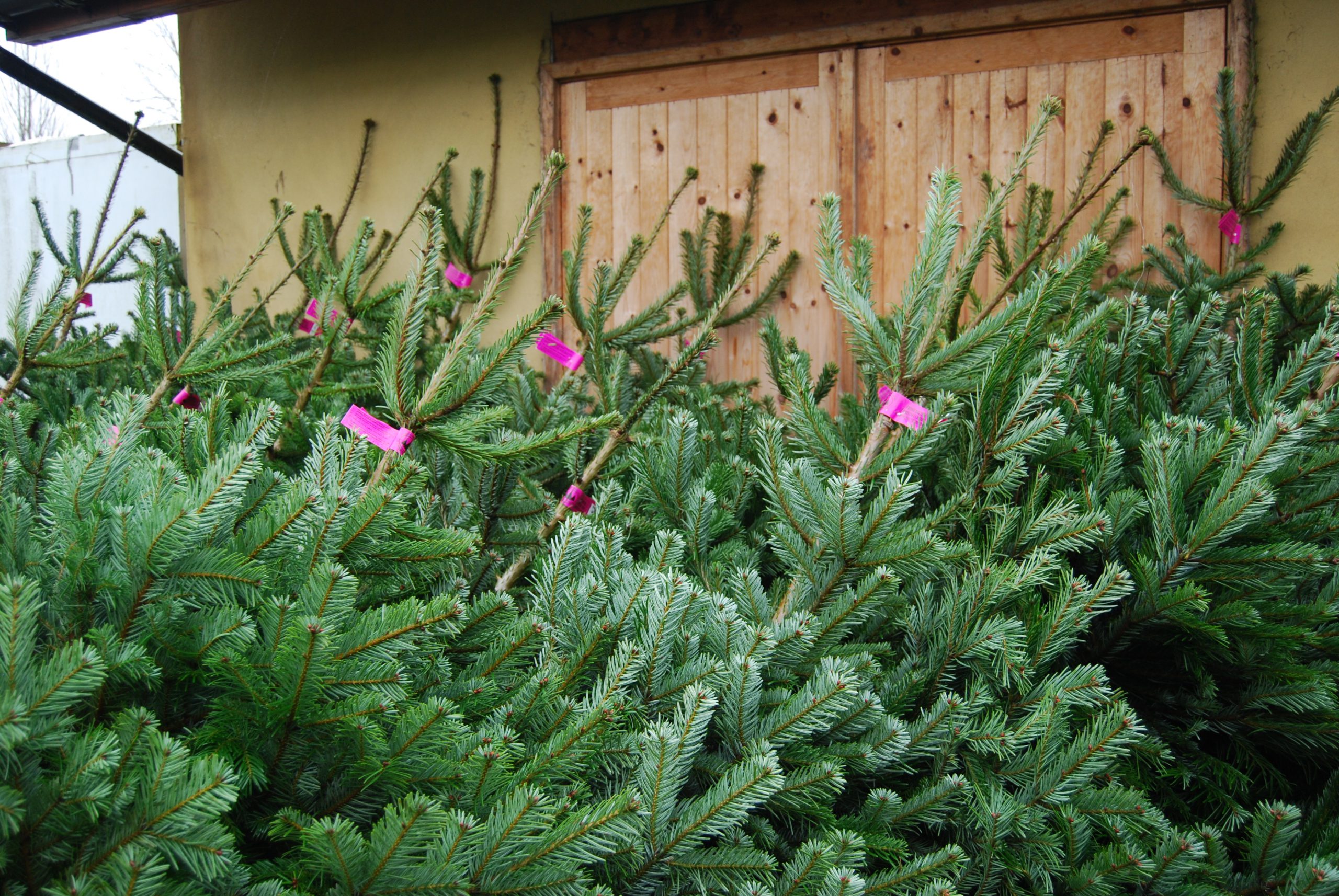 Christmas Trees - Coolings Garden Centre