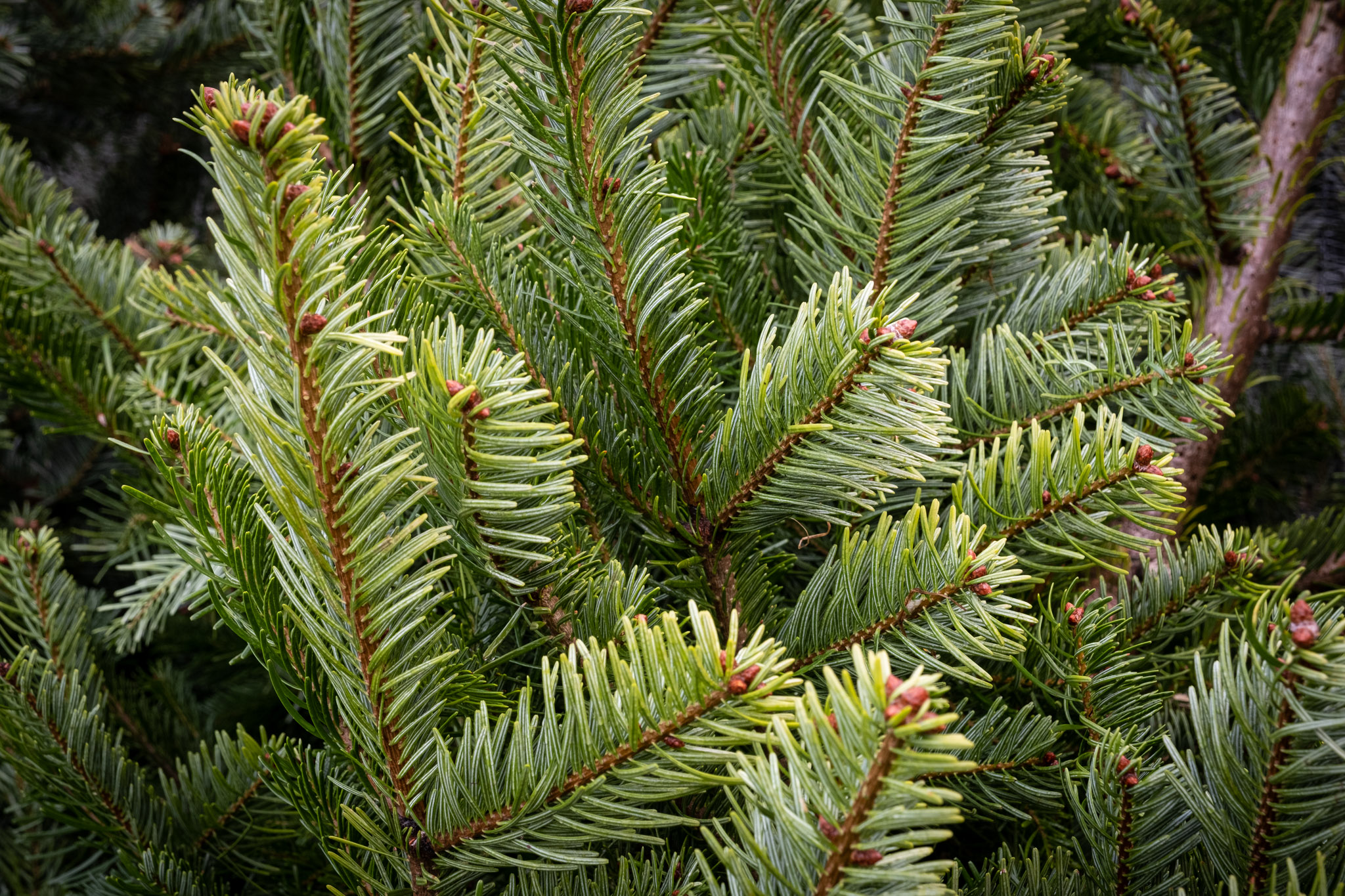 pre-order-your-perfect-christmas-tree-online-coolings-garden-centre