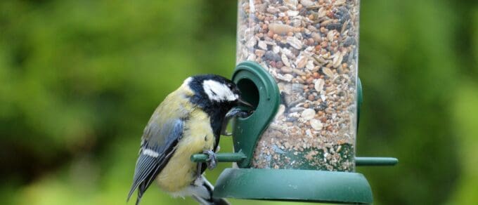 Featured image for 'Attract Garden Birds All Year'
