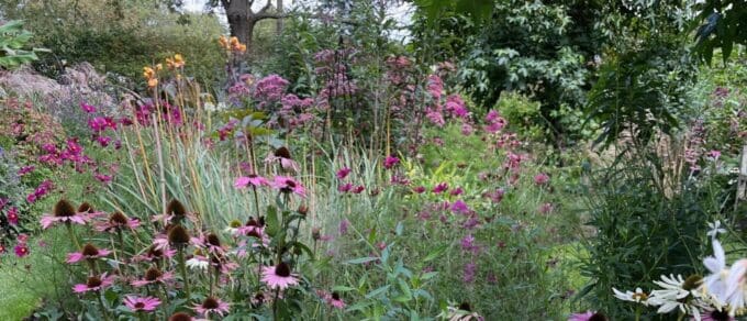 Featured image for 'The Beauty and Benefits of Prairie Planting'