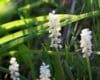 Liriope 'Monroe White'