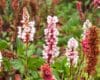 Persicaria 'Darjeeling Red'