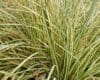 Carex oshimensis 'Evergold'