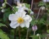 Anemone 'Dreaming Swan'