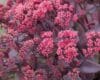 Sedum 'Chocolate Cherry'