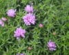 Aster 'Rose Crystal'