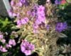 Phlox paniculata 'Olympus'