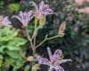 Tricyrtis hirta 'Akachan Daisy' 