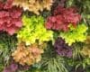 Joyful mix of Heuchera