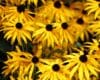 Rudbeckia 'Goldstrum'